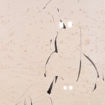 Kunstwerk, Maya Wildevuur, Carina, 1994